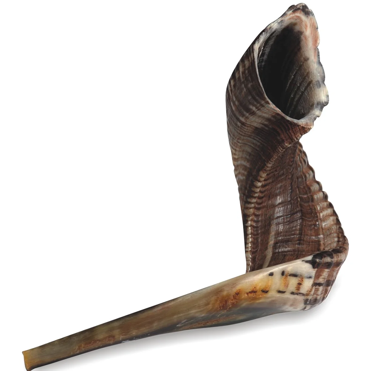 ART JUDAICA - Kosher Shofar Size Large (5)