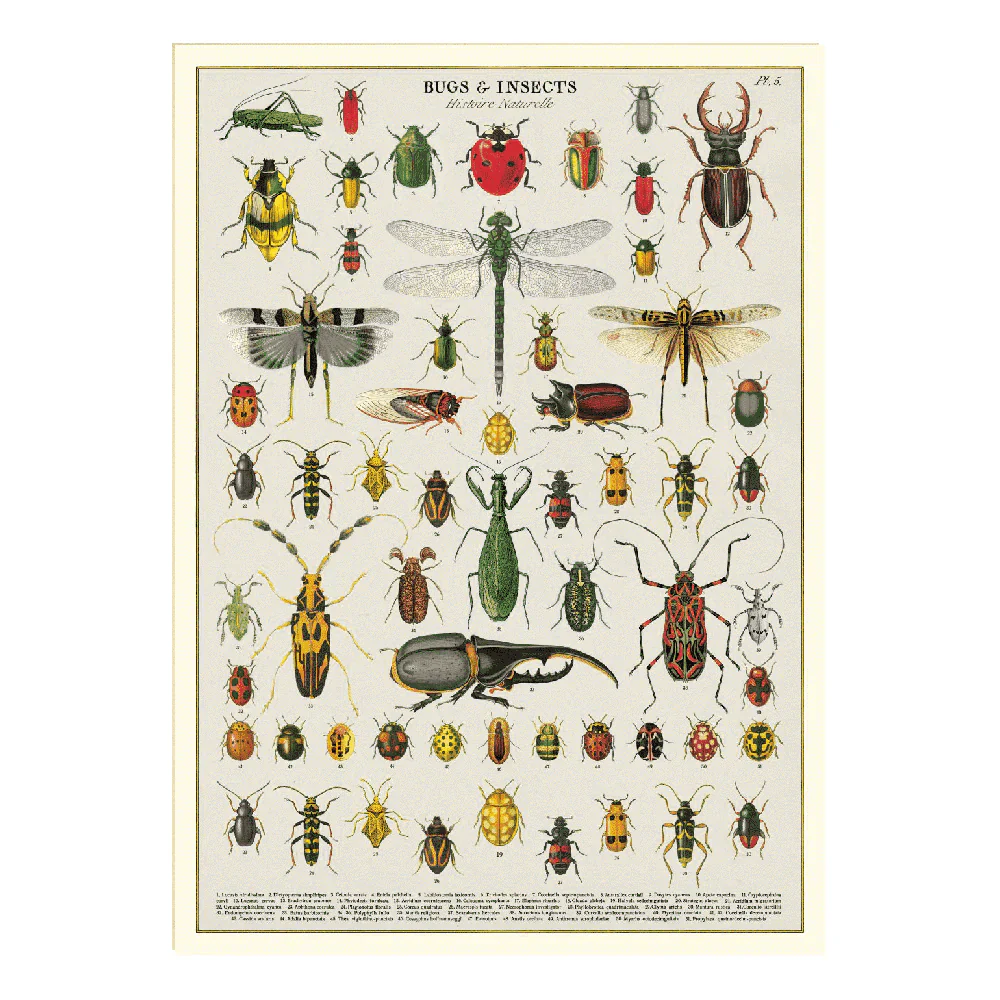 Cavallini & Co - Vintage Puzzle 1000 Pieces - Bugs & Insects - Image 2