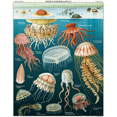 Cavallini & Co - Vintage Puzzle 1000 Pieces - Jellyfish - Image 2