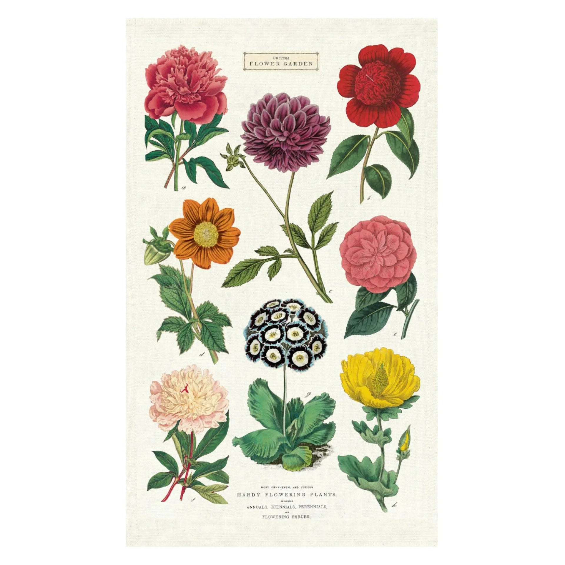 Cavallini & Co - Vintage Tea Towel - Botanica