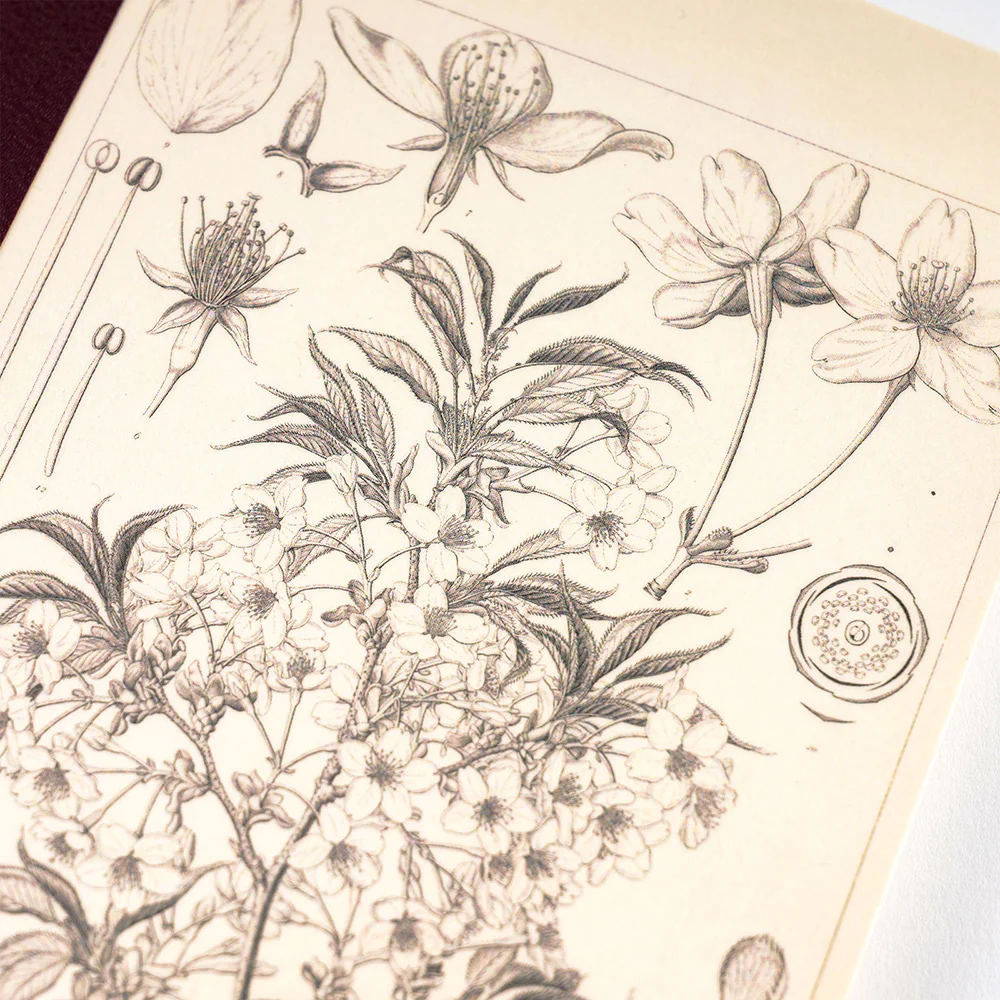 Hobonichi – A5 Plain Notebook – Grid - 2023 Spring Edition - Tomitaro Makino: Yamazakura - Image 3