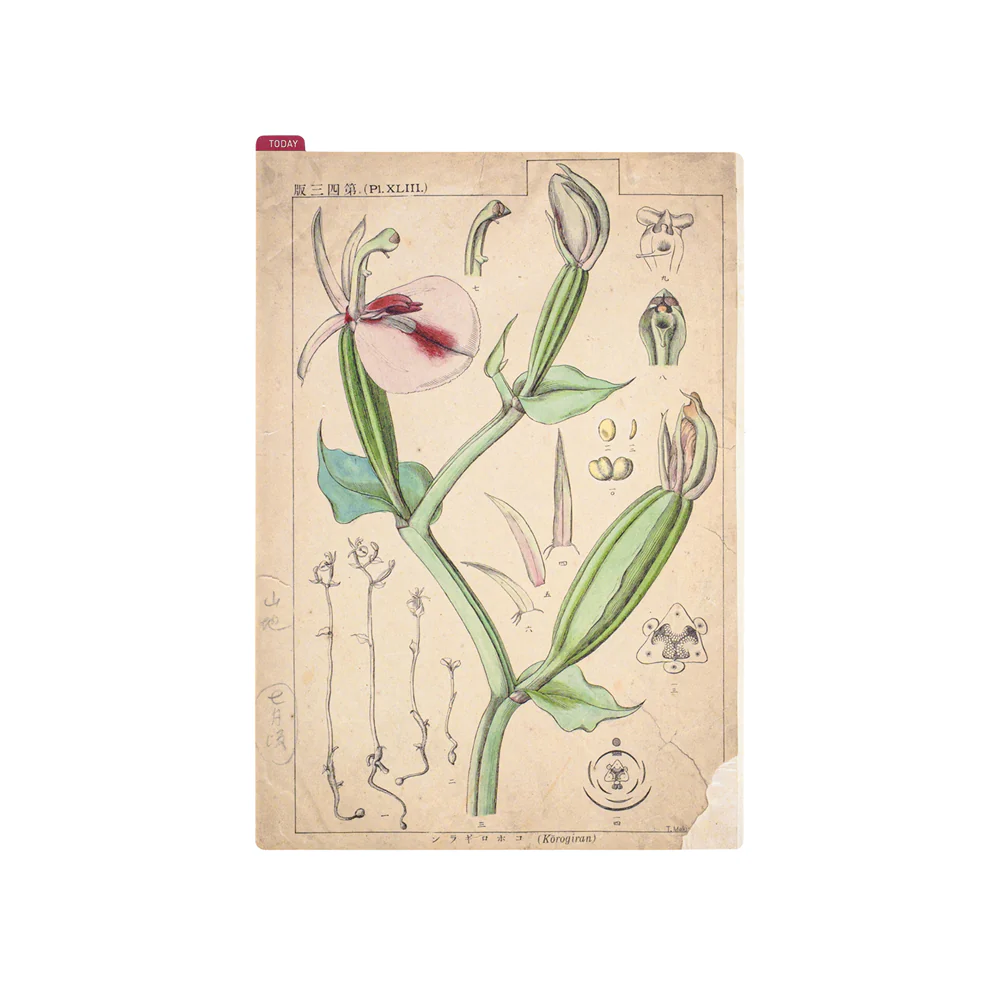 Hobonichi Techo 2025 - Pencil Board - Tomitaro Makino (A5/A6/Weeks) - Image 5
