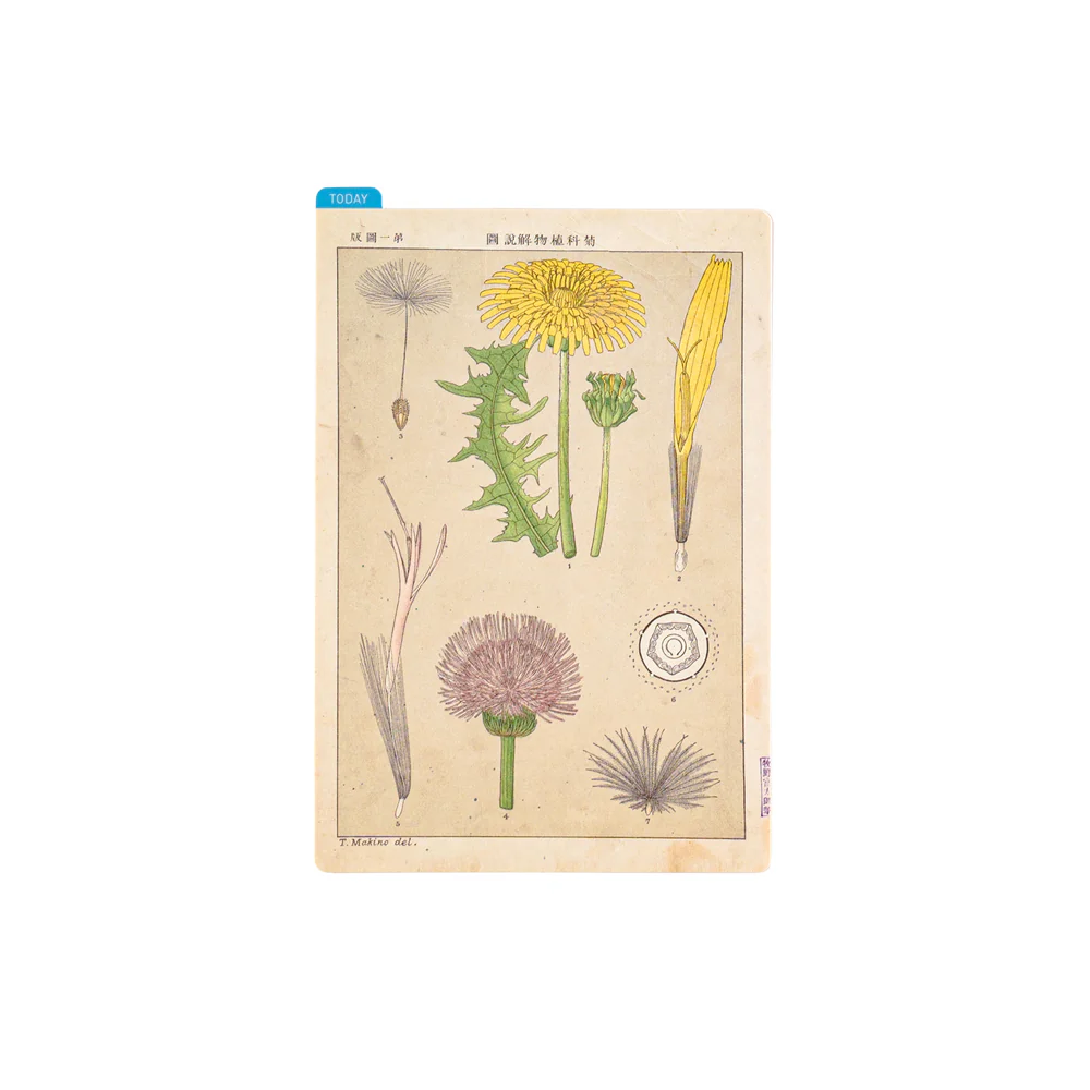 Hobonichi Techo 2025 - Pencil Board - Tomitaro Makino (A5/A6/Weeks) - Image 6
