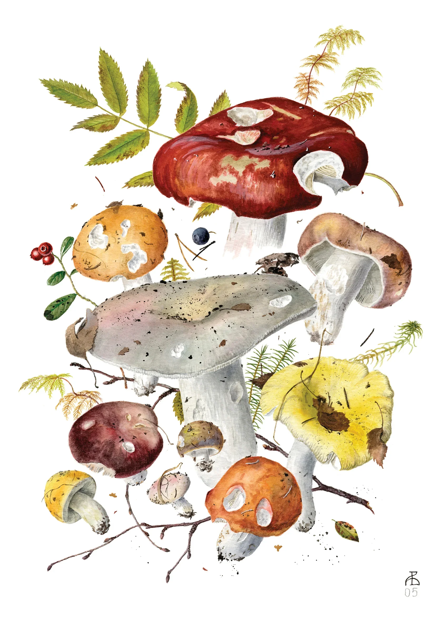Pomegranate - Boxed Notecard Assortment -  Mushrooms: Alexander Viazmensky - Image 3