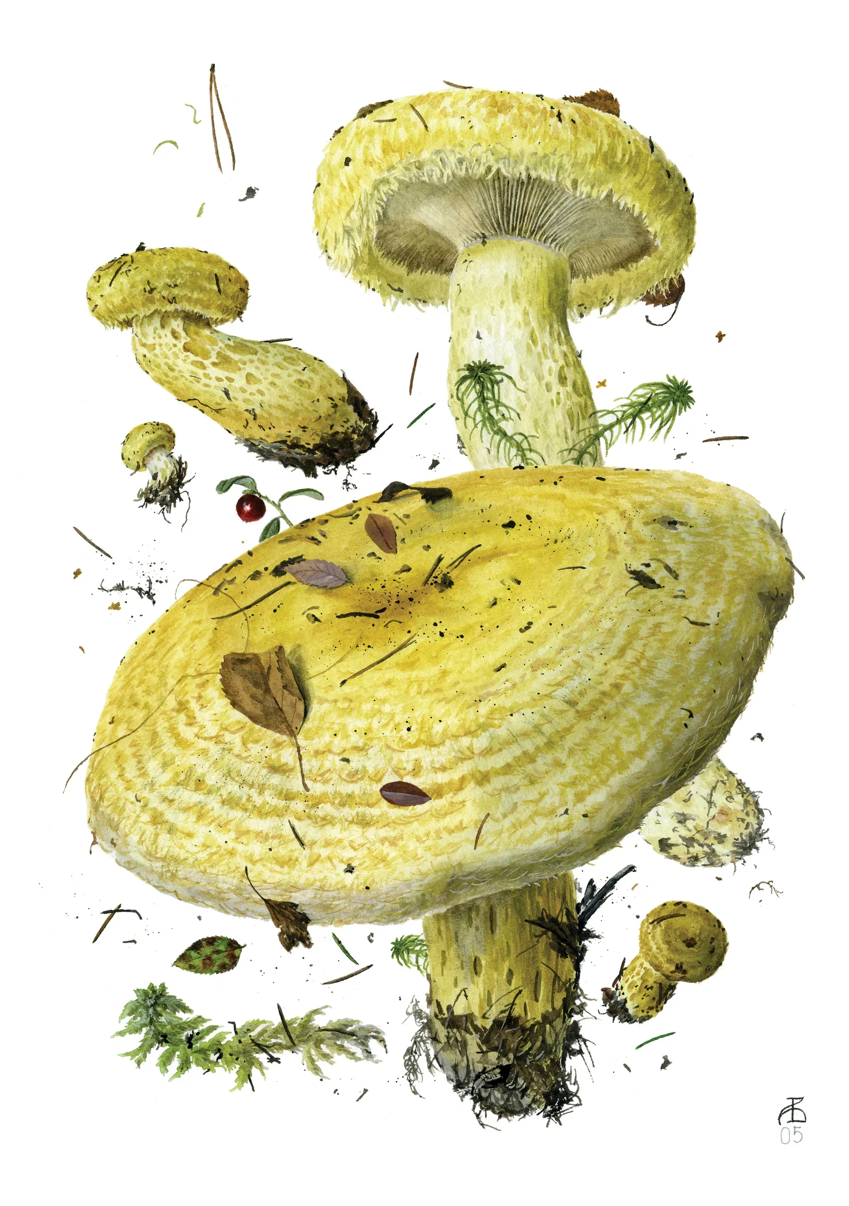 Pomegranate - Boxed Notecard Assortment -  Mushrooms: Alexander Viazmensky - Image 4