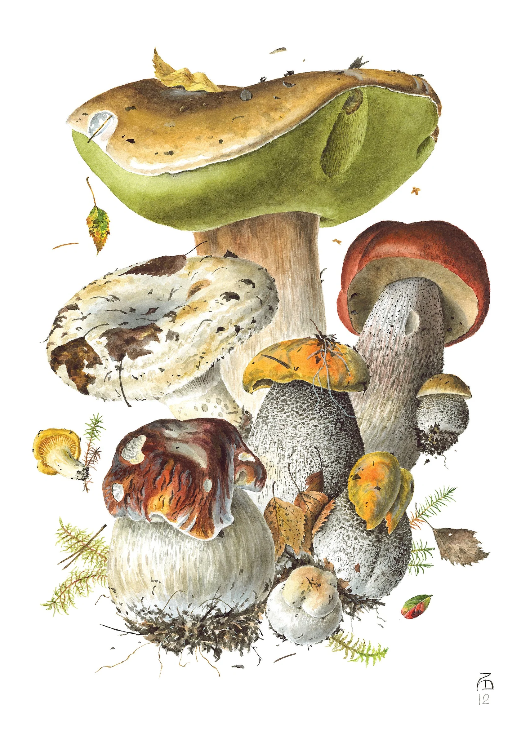 Pomegranate - Boxed Notecard Assortment -  Mushrooms: Alexander Viazmensky - Image 5