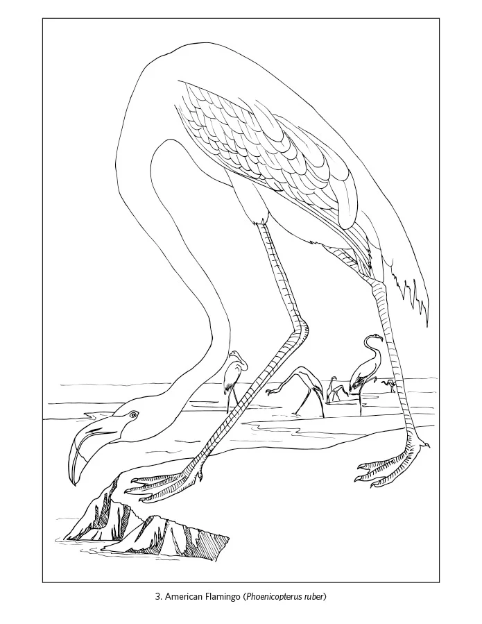 Pomegranate - Coloring Book - John James Audubon: Birds - Image 2