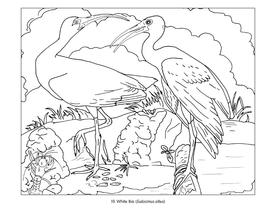 Pomegranate - Coloring Book - John James Audubon: Birds - Image 3